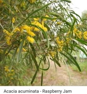 20X Acacia acuminata Narrow Phyllodes Seeds / Raspberry Jam Wattle 🌿 - Picture 1 of 1