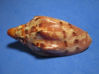 Voluta (Cymbiola) alexisallaryi  (Cossignani, 2018) "EXCEPTIONAL!"  (90.5mm) - Image 1 of 4