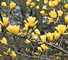 25 Yellow Lilac Seeds Tree Fragrant Flowers Perennial Flower Seed Us Seller