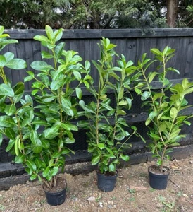 Cherry Laurel Hedging Plants X100 2.5/3 FT FREE UK DELIVERY 🇬🇧 - Picture 1 of 3