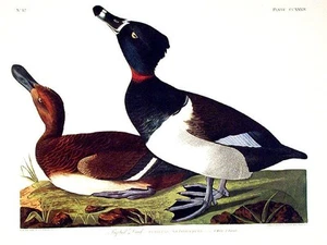 John James AUDUBON / Tufted Duck From The Birds of America Amsterdam Edition - Picture 1 of 2