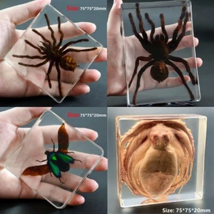 Resin Real Specimen Tarantulas Beetles Octopus Paperweight Collection Gifts - Picture 1 of 20