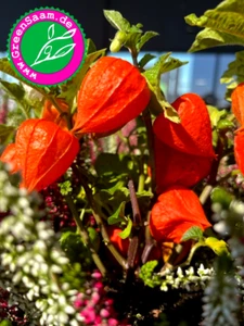 Blumensamen 🏮 LAMPIONBLUME 🍁 20+ Samen Herbstfinale Balkon Retro - Bild 1 von 6