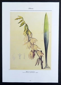 Adams Needle, white yucca flower Redoute botanical print, 1986 offset lithograph - Picture 1 of 4