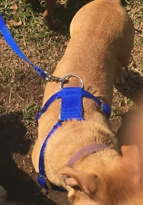 Super Heavy 4 Way Adjustable XX Large with Leash - Picture 1 of 7