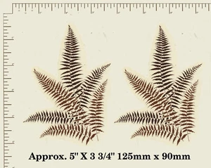 2 CERAMIC DECALS Waterslide FERNS, FOLIAGE, Approx. 5" x 3 3/4" A23 - Picture 1 of 3