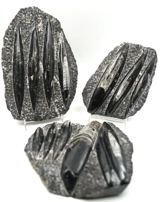 x3 Collection Large Orthoceras Fossil Plate Specimens with Polished Spears - Image 1 of 4