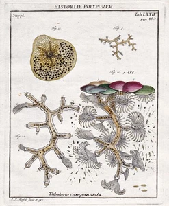 Tab LXXIV ortillero pólipo cnidarian grabado grabado en cobre Rösel Rosenhof 1746 - Imagen 1 de 1