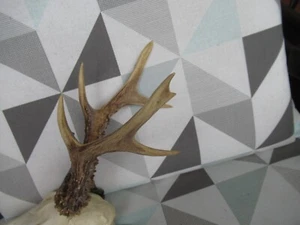 Rehbock 8 Ender Ungerader 325 g schwer mit Medaille - Bild 1 von 5