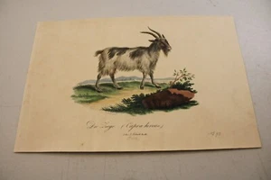 c1816 Antiguo ANIMAL Estampado a Color / CABRA / Muy Escaso - Imagen 1 de 1