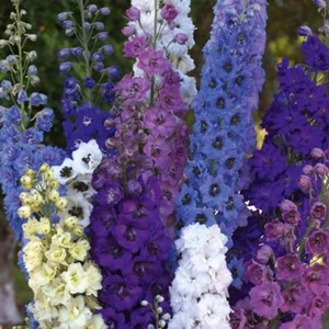 Paquete de mezcla de Delphinium Pacific Giants x3 plantas perennes de 9 cm - Imagen 1 de 1