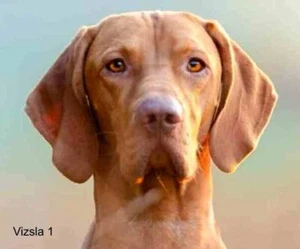 LARGE-SIZED CAR DECALS - VIZSLA - Picture 1 of 3
