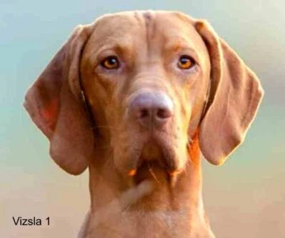 LARGE-SIZED CAR DECALS - VIZSLA - Image 1 of 2