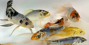 Live 20 pack of 3"- 4" Butterfly Koi Garden Pond Aquarium Born Raised In US - Picture 1 of 3