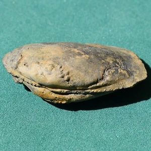 Bivalve Fossil shell from Bolivia Devonian Belen Formation Palaeoneilo elliptica - Picture 1 of 12