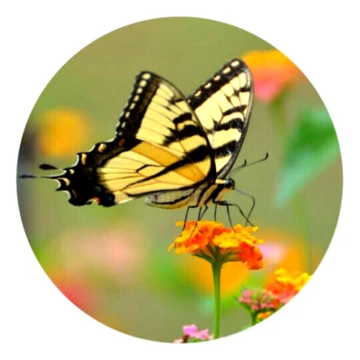 Pingente em prata esterlina 925 20" colar feminino masculino flor borboleta amarela - Imagem 1 de 4