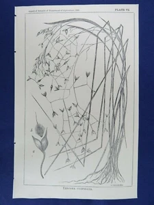 1881 Litografía Pradera Hierba Satinada Ericoma Cuspidata Impresión Botánica 5-3/4" x 9 - Imagen 1 de 3