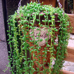 Artificial Hanging Plants Fake Succulents-GreenDec String of Pearls Basketplants