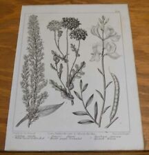 1806 FLORAL Print/WILLOW-LEAVED GOLDEN ROD,SPANISH BROOM,DOUBLE PURPLE GROUNDSEL