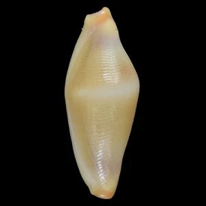 CRENAVOLVA TRAILLII Yellow (Bohol Isl., Philippines) 8.8mm #44854 - Picture 1 of 3