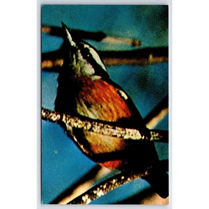 Postcard Redbreasted Nuthatch Bird 0724 - Picture 1 of 2