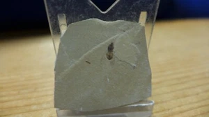 GEOLOGICAL ENTERPRISES Eocene Fossil Insect Sciomyza disjecta Colorado Fly - Picture 1 of 6