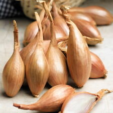 Echalion Crème Brûlée Shallot Seeds