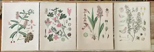 Antik Chromolitho botanische Drucke Platten Heilpflanzen 1880er William Müller - Bild 1 von 8