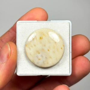 36.65 carat Petrified Palm Round Cream Loose Cabochon gemstone 30x30mm Eo-1150 - Picture 1 of 5