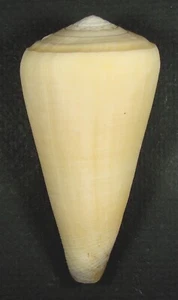 CONUS VIRGO 78.00mm BEAUTIFUL SPECIMEN Michaelmas Bay, Qld, Australia - Picture 1 of 2