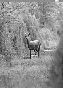 PHOTO DE CHASSE LE PANNEAUTAGE DU GIBIERS A CHAMBORD VERS 1985 - Imagen 1 de 3