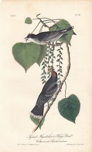 1. ed. Audubon Birds Of America Print 1840: TYRAN FLYCATCHER 56