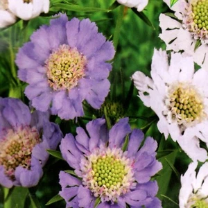 Skabiose Kaukasus Scabiosa winterhart Stauden Beete Steingarten 15 Samen Nr.367 - Bild 1 von 1