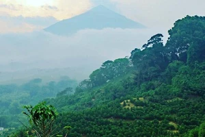 2-40lb Guatemala * Specialty Grade * Premium-Fresh Unroasted Green Coffee Bean - Picture 1 of 8