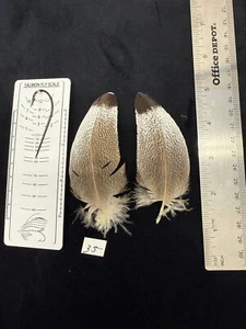 Kori Bustard feather pairs as see in pictures. - Picture 1 of 12