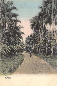 Samoa - APIA - Path through the coconut trees - Publ. A. Tatersall - Picture 1 of 2