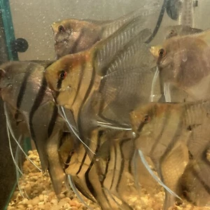 Angelfish, 1 Live aquarium fish 2 To 3 inches in size - Picture 1 of 8