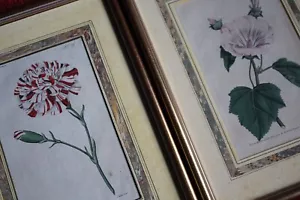 Late 18 C W.Curtis Hand Coloured Botanical Lithograph Plates Faux Marble Mounts - Picture 1 of 18