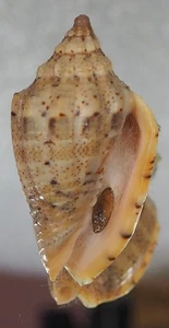 VOLUTA VIRESCENS LINDAE TOP - Bild 1 von 2