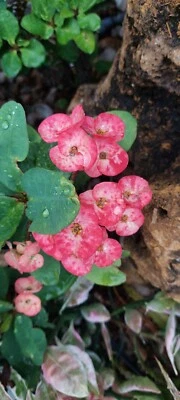 Crown Of Thorns Milii Corona de Christo Thai Hybrid  12" ROOTED plant - Image 1 of 4