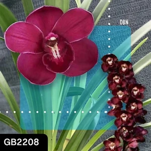 Orchid - Cymbidium - GB2208 - Parents in Description - Plants in Different Sizes - Picture 1 of 3
