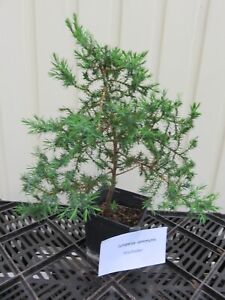 Juniperus communis Wacholder Weihrauchbaum  33 cm