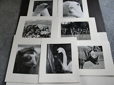  Set Of (7) Original Photograph’s of Animals by Bud Turner, PA.1970's-1980’s!!