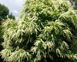 IVORY CURL 50 SEEDS BUCKINGHAMIA CELCISSIMA FLOWERING TREE MASSES OF BLOOMS - Picture 1 of 2