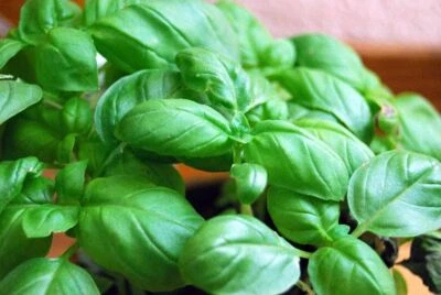 Basil Seed-Large Italian Leaf, "COOL BEANS n SPROUTS" Brand. Home Gardening - Image 1 of 3