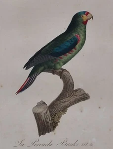 Jacques Barraband (1767-1809) - La Peruche Banks - Loro - Grabado en cobre - Imagen 1 de 4