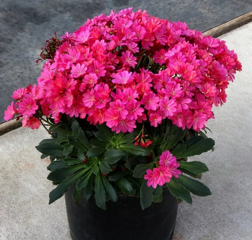 3 x Rare Lewisia Raspberry Fuchsia Plug Plant Perennial Hardy Garden ...