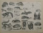 1886 Print Cheiroptera Insectivora Slender Lori Horse-Shoe Bat Mole Shrew Aye