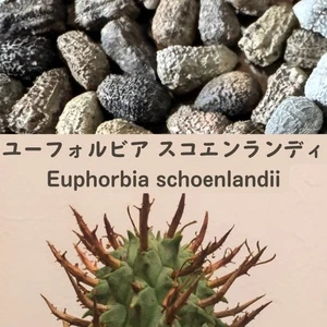 Euphorbia schoenlandii seeds10/20/50pcs - Picture 1 of 1