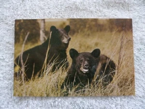 postkarte Black Bears Smokey Mountains - Bild 1 von 1